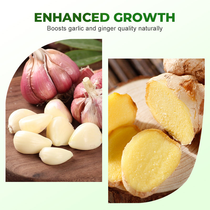Vegetable Microbial Inoculant for Garlic & Ginger