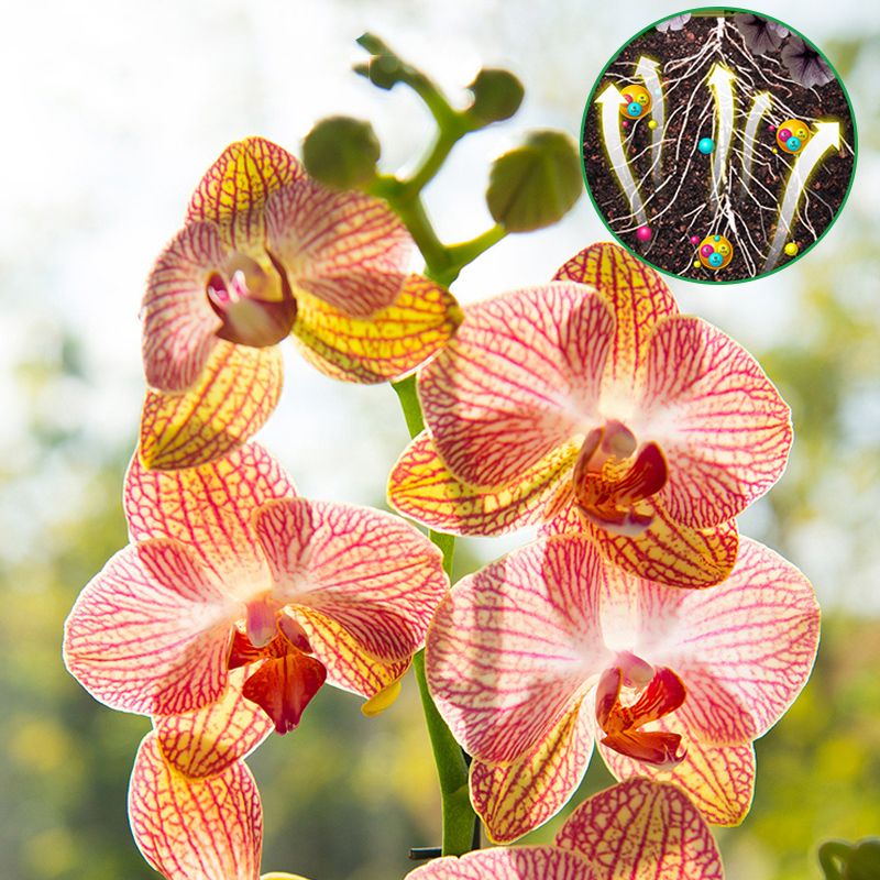 🔥Limited-time offer-All-purpose Concentrated Nutrient Solution Fertilizer