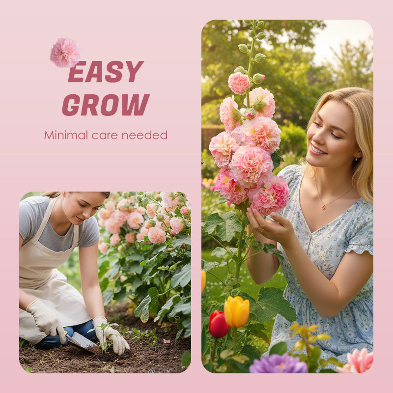 ✨ Sow hollyhock seeds🌱 and harvest a wall full of colorful flowers!🌺