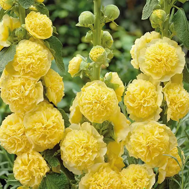 ✨ Sow hollyhock seeds🌱 and harvest a wall full of colorful flowers!🌺