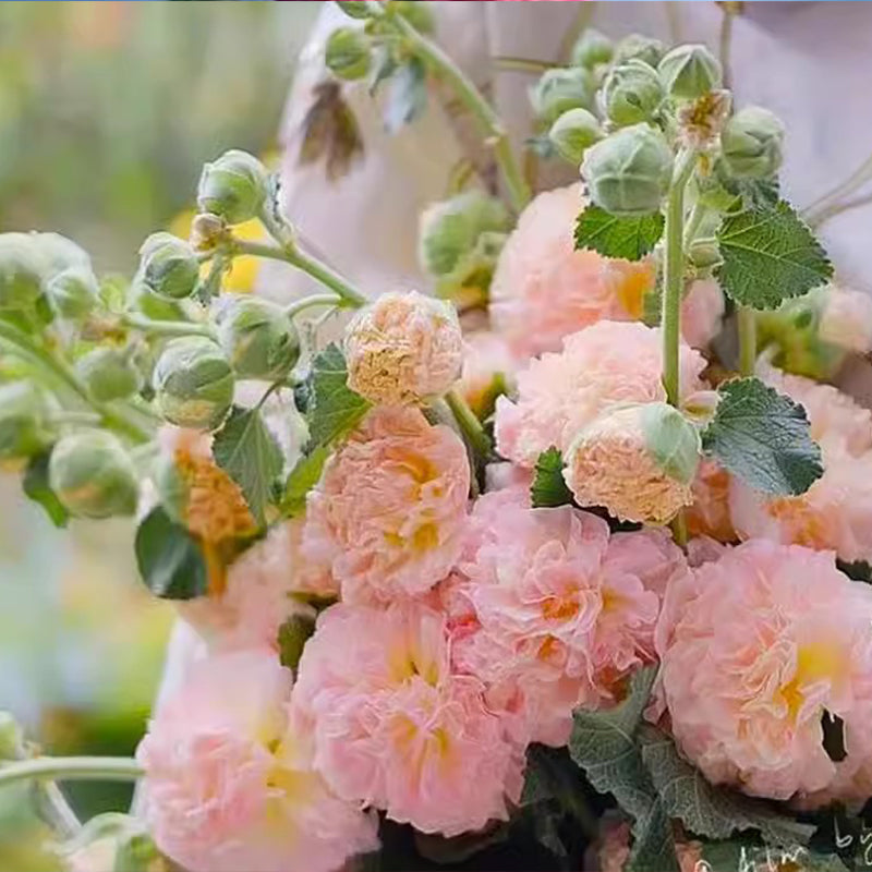 ✨ Sow hollyhock seeds🌱 and harvest a wall full of colorful flowers!🌺