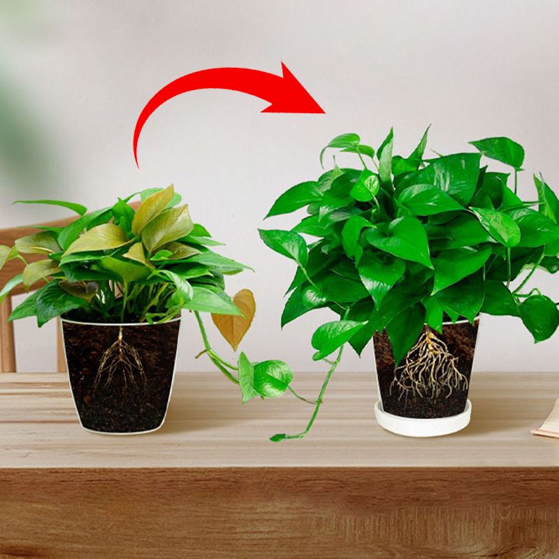 🔥Limited-time offer-All-purpose Concentrated Nutrient Solution Fertilizer